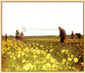 Lees meer over het artikel Naar de bollen, naar die prachtige bollen