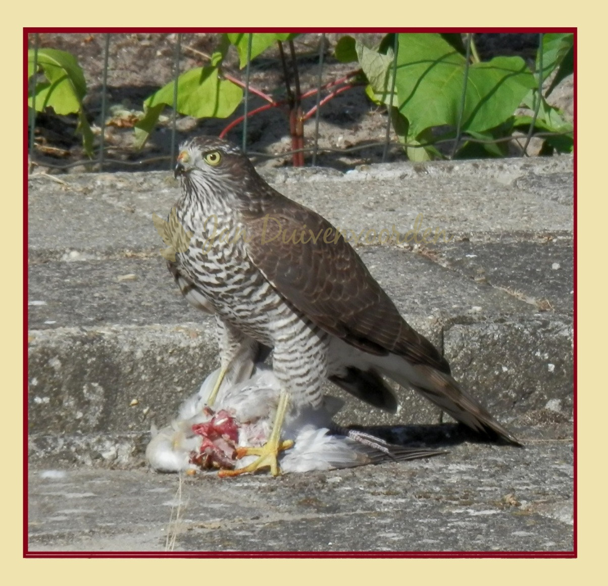 Je bekijkt nu 1430 De valk legge op de Cattenhorst (Duinschoten)